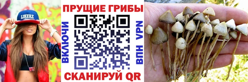 Галлюциногенные грибы прущие грибы  Лысьва 